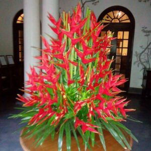 Florist in Chennai florist in chennai home delivery flowers delivery in chennai online